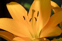 Close Up Of A Yellow Day Lily Flower In The Garden. Detail Of Stamen And Petals Of A Yellow Lily Flower.