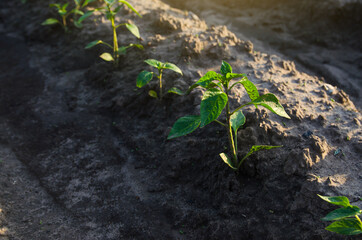 Wall Mural - Row of pepper seedlings plants. Growing vegetables outdoors on open ground. Agroindustry. Farming agriculture. Farm field. Care and protection of young crops. Agronomy and vegetable growing