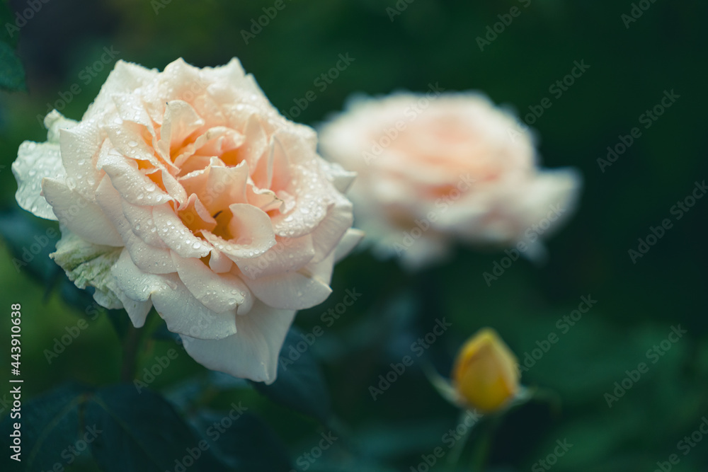 Obraz na płótnie Herbaciana róża w salonie