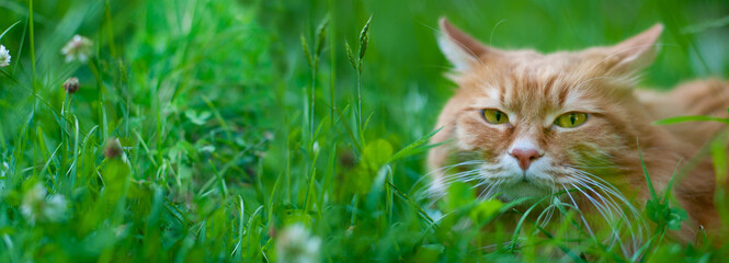 Wall Mural - Red cat sitting in a green grass