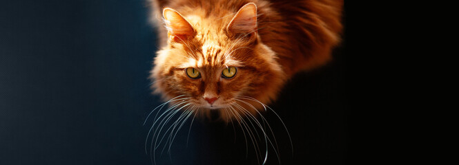 Wall Mural - Banner beautiful red cat