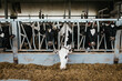 © Melissa Milis Photography/Stocksy - Dairy cows eating