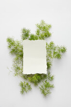 Blank Sheet Of Paper With Twigs