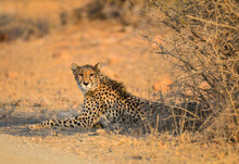 A Cheetah Relaxing In The Shade Of A Bush By The Side Of A Dirt Road During Sunset On The Grasslands Of Kruger National Park, South Africa