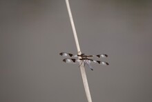 Blue And Black Dragon Fly On Stick On Dull Day