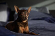 © Rowena Naylor/Stocksy - Portrait of small chocolate Miniature Pinscher