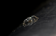The Microscopic Insect World Through The Lens, Spider