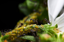 The Microscopic Insect World Under The Lens, Ants