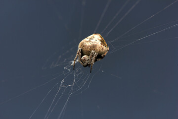 The microscopic insect world through the lens, spider