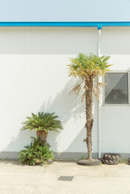 Palm Trees In Front Of The White Wall