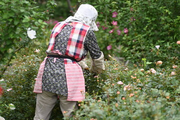 Sticker - Scenery of rose care work in the botanical garden.