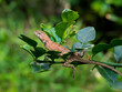 cute chameleon sitting on a branch 001