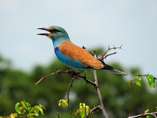 Wall Mural - Colorful European roller  perched on a tree branch on safari  in tarangire  park, tanzania,, Africa