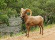  rocky mountain bighorn sheep ram standing in the trail in summer along the south platte river in waterton canyon, littleton, colorado