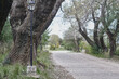 © Ramiro Ruiz - Camino rural , paisaje arbolado.