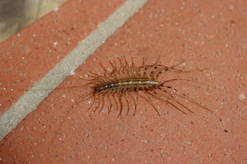 scutigera coleoptrata, a centipede domestic insect on the floor. house centipede
