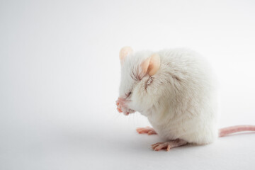 Wall Mural - A funny white rat hides its muzzle with its paws. Animals for scientific experiments. Close-up isolated on a white background.