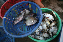 Today's Catch, Fresh Sea Food
