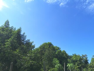 blue sky with white clouds, bush​ tree​ nature​ background​ appropriate idea for​ copy space​ write​ text​ messages