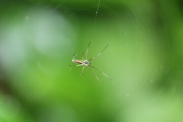 tetragnatha extensa spider macro photo