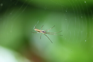 tetragnatha extensa spider macro photo