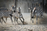 Fototapeta Zebra - Zebra fights 2