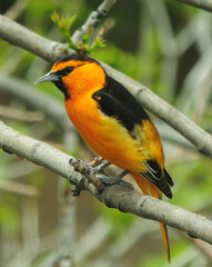 Wall Mural - colorful male bullock's oriole perched on the branch of  an ash tree in early summer in broomfield, colorado