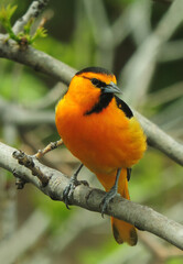 Wall Mural - colorful male bullock's oriole perched on the branch of  an ash tree in early summer in broomfield, colorado