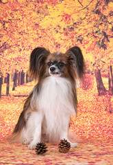 Canvas Print - papillon dog in studio