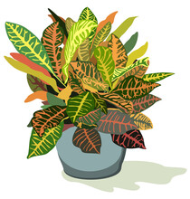 Vector Illustration Of Home Plant With Beautiful Decorative Leaves, Croton, In Blue Pot. Isolated On White Background.