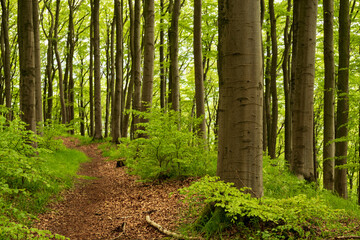 Naklejka na meble Beautiful forest path in a spring beech forest on the Herlingsburg near Lügde, Teutoburg Forest, North Rhine-Westphalia, Germany.