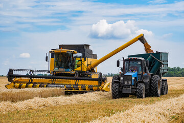 Wall Mural - Agricultural harvest farming. Big combine harvesting a gold wheat.