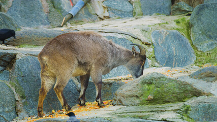 Wall Mural - elk in the woods