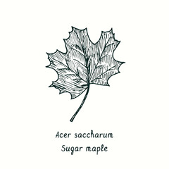 sugar maple (acer saccharum) leaf. ink black and white doodle drawing in woodcut style.