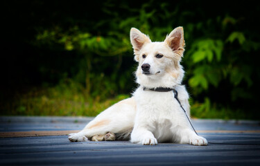 dog on a leash walking street in summer