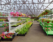 Blooming flowers in pots and on shelves in the garden center