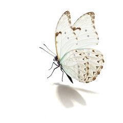 Wall Mural - white butterfly flying