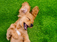 English Cocker Spaniel Puppy Lying On His Back On A Green Lawn With A Smile Looking Into The Frame. Top View