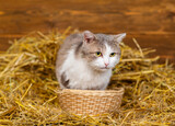 Fototapeta Koty - Portrait of a cat lying in a basket in a pile of hay in a barn on a farm