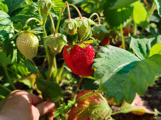 Strawberries on the bush. Homemade strawberries.