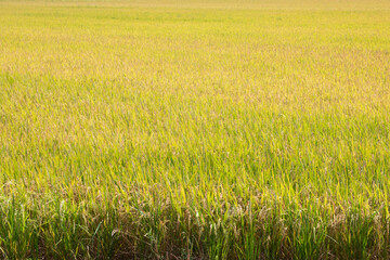 Wall Mural - The mature, yellow rice is ready to be harvested