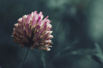 Wall Mural - flower of a thistle