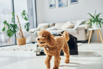 Cute little poodle puppy with pet booth indoors in the modern domestic room. Animal house