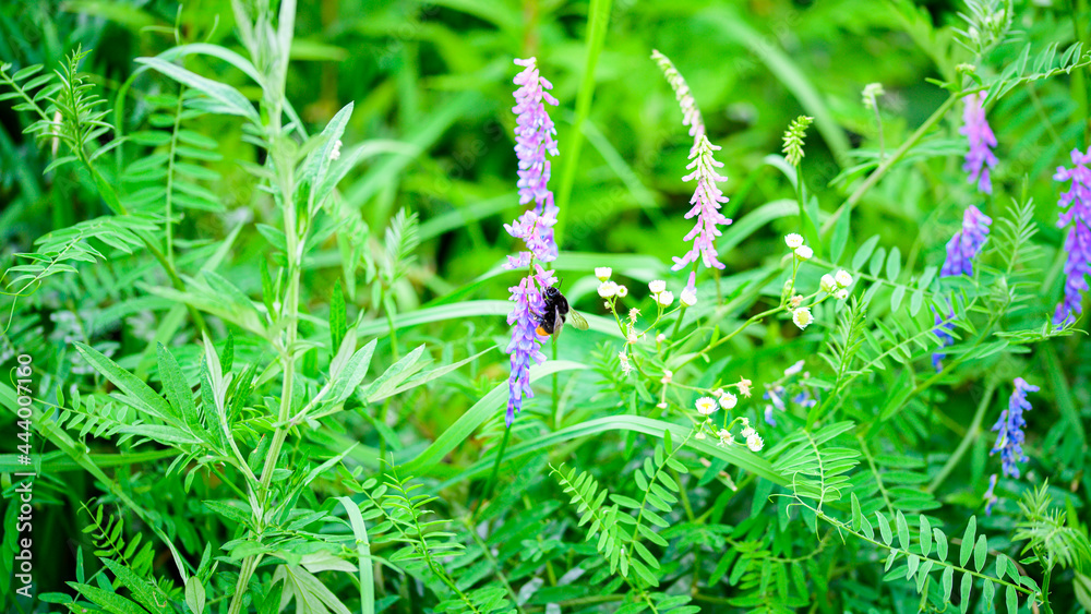 クサフジの花 蜜を吸うハチ 昆虫 のクローズアップ マクロ撮影 Close Up Macro Photography Of Bees Insects Sucking Nectar Flowers And Nectar 日本21年新録 初夏撮影 Japan 21 New Record Early Summer Shooting 九州 熊本県南阿蘇 Kyushu Wall Mural