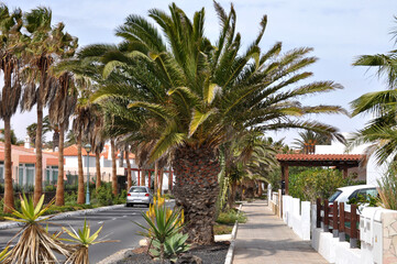 Wall Mural - A beautiful street surrounded by palm trees and white houses with orange roofs in the small tourist town of Castillo Caleta de Fuste on the island of Fuertegentura. Canary Islands, Spain.