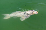 Fototapeta Miasto - Close up fish in the park lake