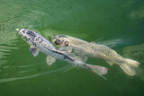 Fototapeta Miasto - Close up fish in the park lake