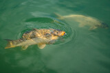 Fototapeta Miasto - Close up fish in the park lake