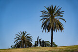 Fototapeta Miasto - Palm tree at Israeli park