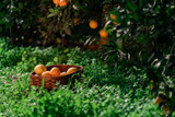 Fototapeta Miasto - Growth
,
Grove
,
Collection
,
Outdoors
,
Healthy
,
Orange
,
Detail
,
Green
,
Sunny
,
Food
,
Maturity
,
Sweet
,
Oranges
,
Nature
,
Country
,
Field
,
Leaves
,
Natural
,
Wellness
,
Up
,
Freshness
Winte